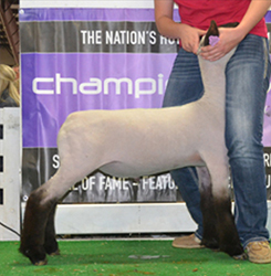 Doty Winner