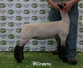 Doty CLub Lambs Winners