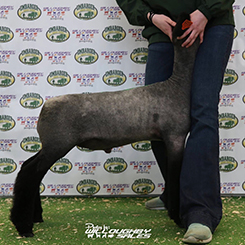Doty CLub Lambs Winners