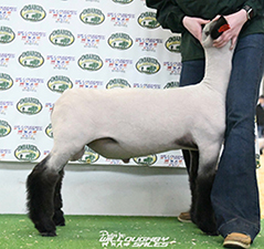 Doty Club Lambs Winners