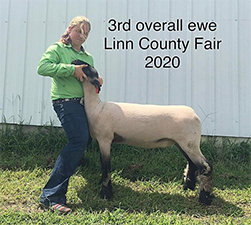 Doty Club Lambs for Sale