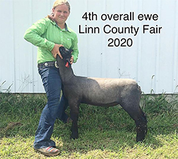 Doty Club Lambs For Sale