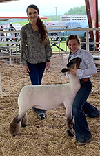 Doty Club Lambs For Sale