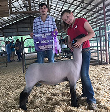 Doty Club Lambs For Sale