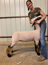 Doty Club Lambs For Sale