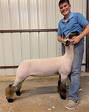 Doty Club Lambs For Sale