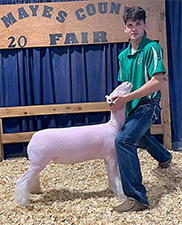 Doty Club Lambs For Sale