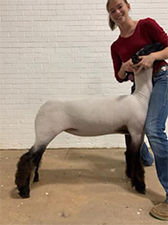 Doty Club Lambs For Sale