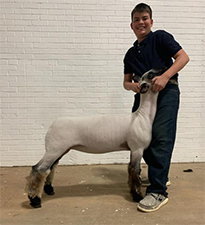 Doty Club Lambs For Sale